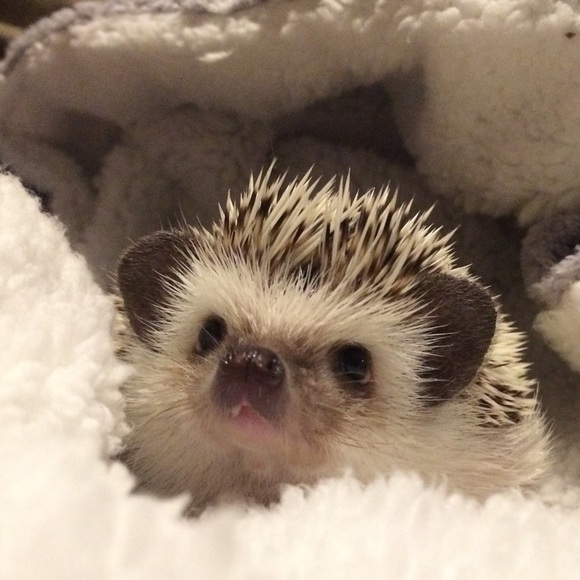 Meet your Posher, Katie - Picture 1 of 1